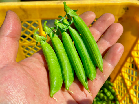 【大容量】甘味の強い固定種野菜！『スナップエンドウ』 (1000g)