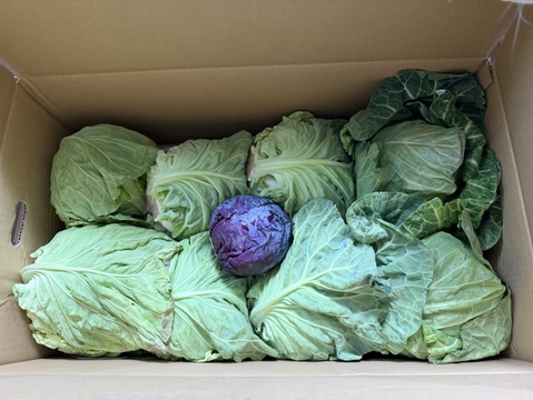 【食べチョクアワード2025入賞】
８玉🌊海風🌊春キャベツ🌊