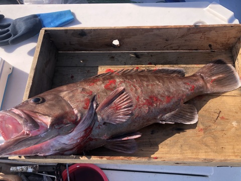 【活き締め神経抜き】マハタ4kg以上　刺身、鍋、しゃぶしゃぶ　（ハタ　クエ）