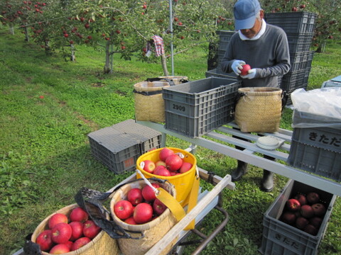 【予約販売】シャキシャキ ジョナゴールド 約5kg(14～18個)