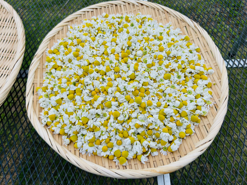 自家畑ハーブ入り「紅三太 サラダ大根のピクルス」