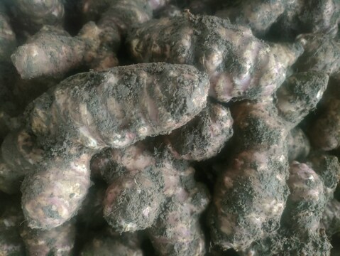 土付きお得な紫菊芋2.5kg