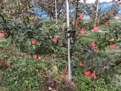 【蜜入り！】こうとく 約5kg(20～23個)