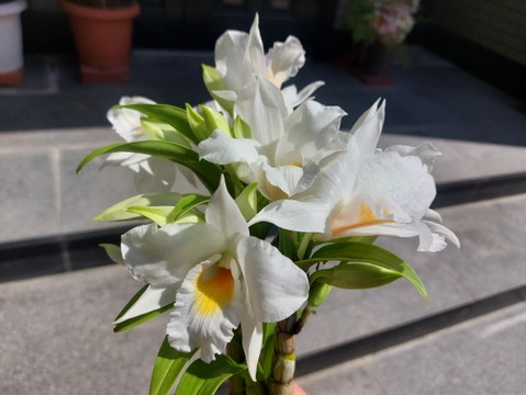 【母の日プチギフト】フォーミディブルのかわいい花束