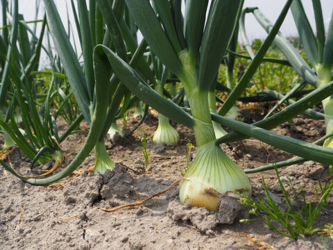 【自然栽培】旨み凝縮！徳島県産 農家の愛情たっぷり玉ねぎ(晩生)5kg