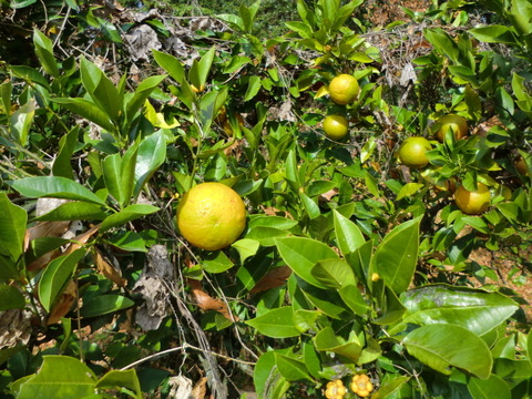 【鍋の季節】ポン酢作りに2種の柑橘セット2キロ　カボスと橙　農薬不使用の自然栽培
