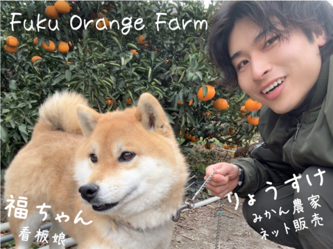 【むいたら最後、止まらない】甘味×酸味が絶妙！ 福みかん《ご家庭用 5kg》｜サイズ混合｜愛媛・西宇和産