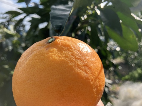 カラマンダリン【3kg（箱込）・ご家庭用】