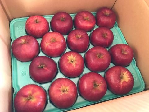 福島の美味しい林檎　いわせっ娘5ｋｇ（16～22玉）　ギフト・贈答用りんご