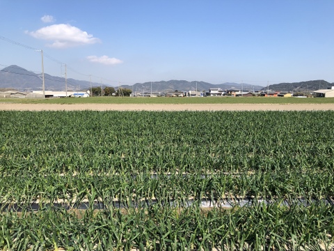 【旬をお届け】淡路島産 極早生新玉ねぎ2.5キロ