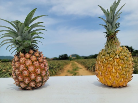 極上パイナップル 6玉入 ピーチパインとスナックパインの食べ比べセット 沖縄県産 食べチョク 農家 漁師の産直ネット通販 旬の食材を生産者直送