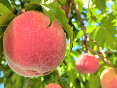 【2026年予約早割】初夏を彩る桃 品種はおまかせ！朝採りした桃をその日に発送します！