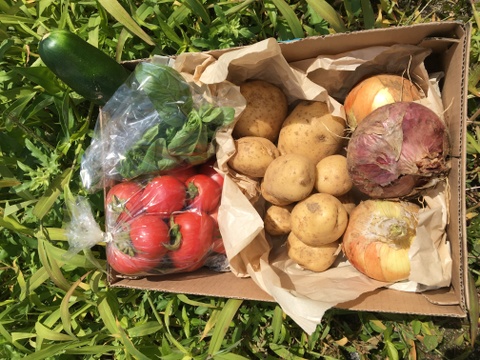 【予約割り中】【彩りセット】旬の野菜で美味しくモリモリ食べて健康に(2〜3人用)8〜10種【食べ比べセット】