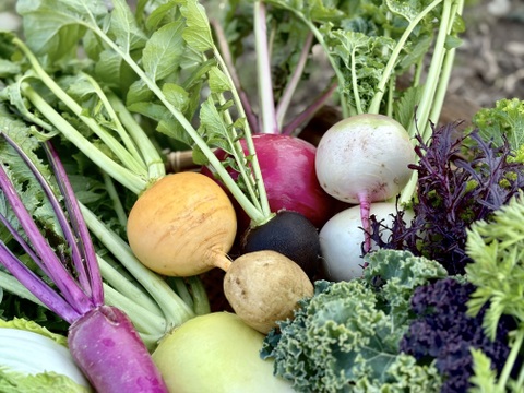 Sサイズ｜信州産｜モリモリ！冬野菜の玉手箱