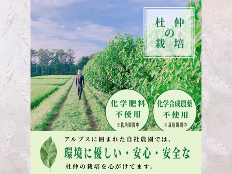 【ノンカフェイン健康茶】飽きのこない美味しい杜仲茶　『お試し・１５パック入り』　芳醇な香りとほのかな甘み（栽培期間中、化学合成農薬・化学肥料不使用）