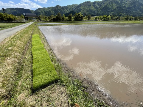 【令和7年産新米】「丹波ひかみ米　コシヒカリ」（精米4.5ｋｇ）