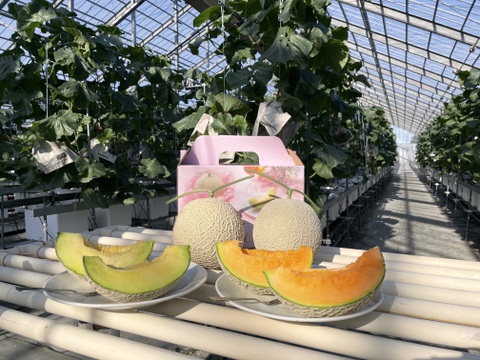 【一株一果のこだわりメロン】【秀品】【ご友人と】【親族の集まりで】アールスメロン（３Ｌ以上×２玉）　青肉・赤肉のセット　３㎏以上