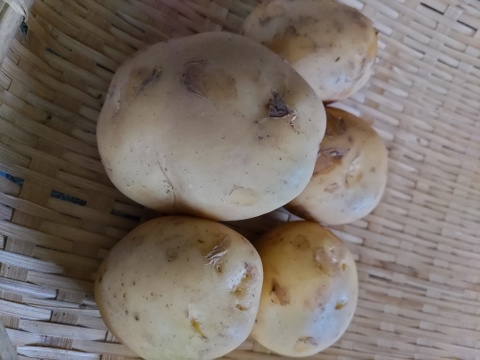 タワラワイス（箱込2kg）