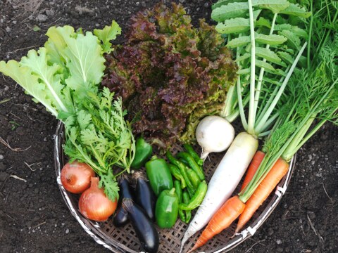 無農薬無化学肥料野菜セットL サイズ
