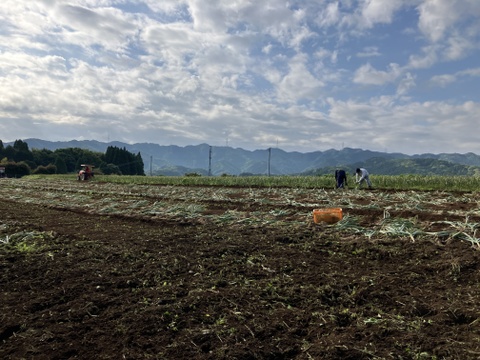 自然栽培　生にんにく　箱込　２ｋｇ