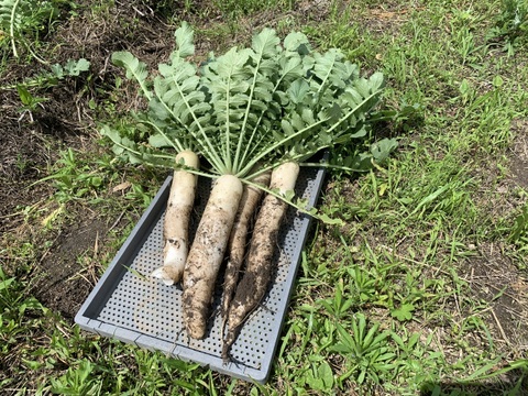 奥出雲産自然栽培だいこん(1kg)