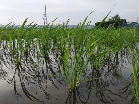 山の水で育ったマコモダケ　1ｋｇ