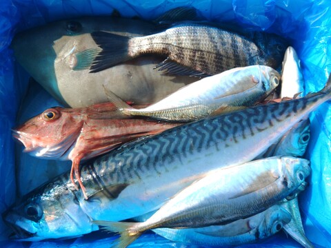 箱いっぱい！深浦の天然鮮魚セット（80サイズ）【母の日ギフト】などにもどうぞ！