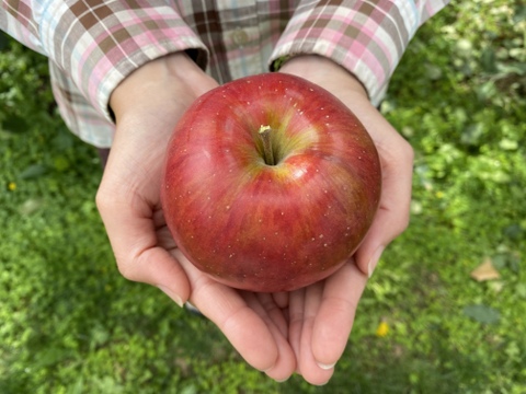 【ギフト】安曇野産りんご🍎シナノスイート🍎上品7個入りギフトボックス〜化学合成農薬を30％以上削減して栽培しました〜