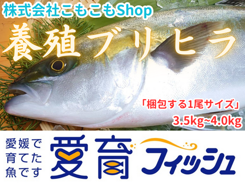 めちゃくちゃオススメ【ハイブリッド魚種】朝どれ鮮魚『養殖ブリヒラ(1尾入/箱)』神経〆付