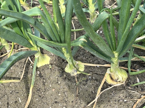 サイズ色々！淡路島産極早稲玉ねぎ5kg