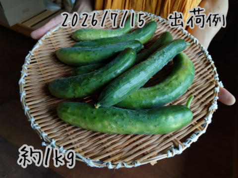 奥出雲産自然栽培地這いきゅうり(1kg)