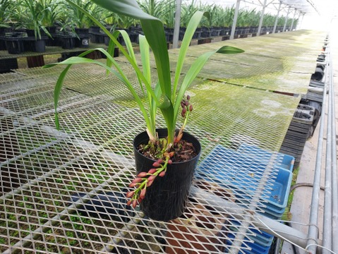 花芽付きシンビジウム】ハチさんを誘引する蘭〝フォアゴットンフルーツ