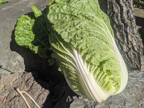 🎊TBS大泉サンド出演記念キャンペーン🎊多くの声により遂に解禁！寛永鶴見ブランドオールスター野菜BOXお得な詰め合わせセット！高級志向のあなたへ贈る特別な野菜ボックスお試し約1kg