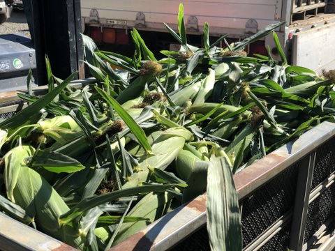 《北海道産》採れたて！とうもろこし6本(L.2L混合)