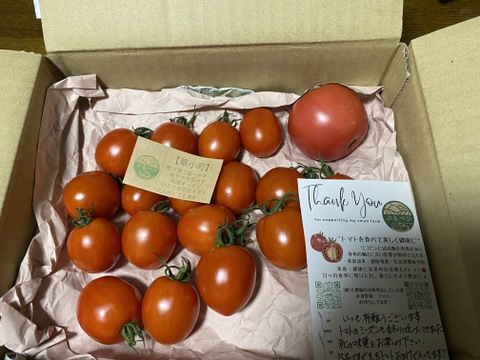 一箱で二度美味しい♪こだわりの薄皮トマト🍅【華おとめ】&【華小町】Mix１kg箱 + 朝もぎイボきゅうり🥒３本付き