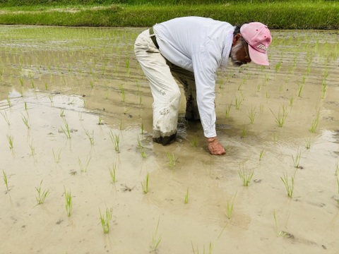 【令和６年産 新米５kg 】本当においしいお米食べた事ありますか？熊本県特産『くまさんの輝き』遂に！販売開始！※玄米でも発送可能です！