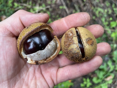 自宅でレンチン！出来立ての堅餅菓子を召し上がれ！とちあられ用種餅（５０枚入り２袋セット）