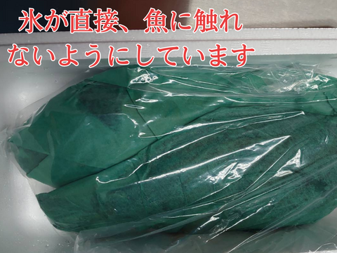 【愛媛のブランド真鯛訳アリ・お得】朝どれ鮮魚『海の鯛陽B品』神経〆付