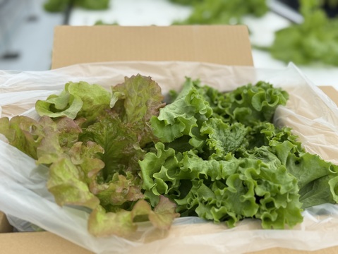 さかなが作った究極のスペシャリティ野菜　リーフレタス&サニーレタスセット270g ×2株