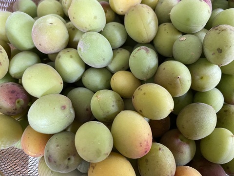 梅干し用　梅　自然栽培　自然農法 自然農法産梅（梅干用） 2kg 【神奈川県川崎市横山農園／予約