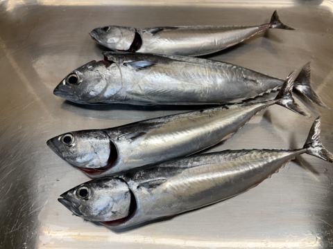 【期間限定】メジカ/ヨコワ/モンズマ/ヒレナガ/新子の詰め合わせ/水揚げ次第当日発送【生】【冷蔵】