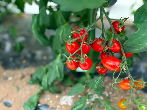 完熟 高糖度フルーツトマト（シュガープラム）　1,600g