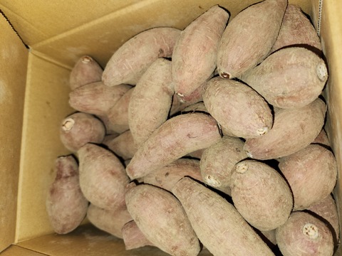 種子島産安納芋 3S&2S 混合サイズ 3kg｜甘くて濃厚🍠｜aimo農園直送