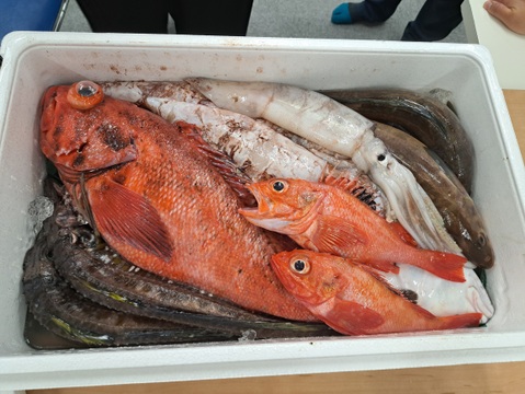 松コース 【知床羅臼直送】船頭にお任せ！鮮魚ボックス（詰め合わせ）海鮮セット