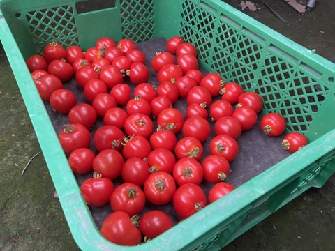 すっきりとした甘さの中玉アミーゴトマトさん 自家採種（１kg ）【栽培期間中肥料・農薬・たい肥不使用】