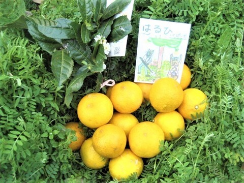 【母の日ギフト】伊豆の朝採り『ニューサマーオレンジ』2kg ギフトボックス【農薬・肥料・除草剤不使用】グリーティングカード添付