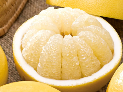 2027年予約【土佐文旦家庭用大玉6玉4-5L】数量限定！日本で一番みかんと暮らしてる私たちにお任せください！