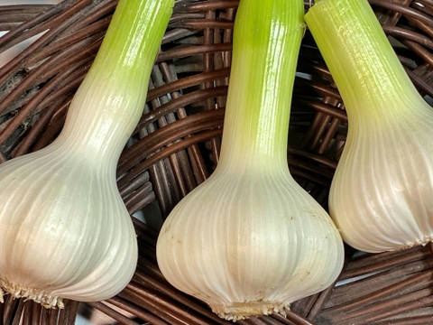 【数量限定⭐️今だけ増量】1年に1回🎉この時期だけの生にんにく🧄500グラム掘りたて みずみずしぃ～