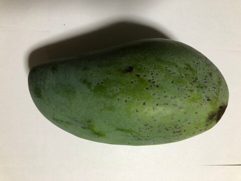 【キズあり】極甘！沖縄県産キンコウマンゴー約１kg