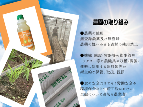 シャキシャキ！暑い夏でも食べたくなるエンサイ(４kg）